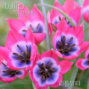 튤립(Tulip) 추식 구근 입고 금강원예, 리틀뷰티(5구), 1개