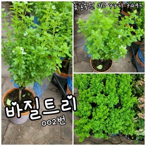 바질트리 002 특 랜덤 공기정화식물/미세먼지/공기정화효과 공기정화식물, 1개