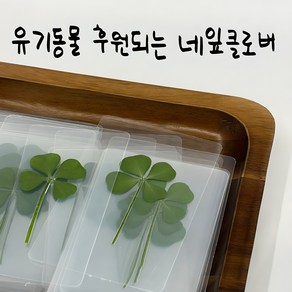 행운선물 시험선물 수능 행운의 네잎클로버 생화 네잎클로버 코팅 1개