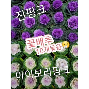 꽃배추 10개묶음/추울수록 예뻐지는 꽃배추 키워보세요^