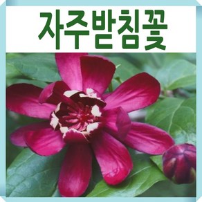 자주받침꽃나무 묘목 하트레이지와인 15cm포트, 1개