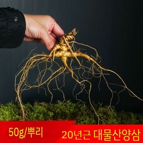 18-20년근 길림 백두리 산산삼 인삼 임하삼 산양삼 50g/뿌 2뿌리, 50g, 2개