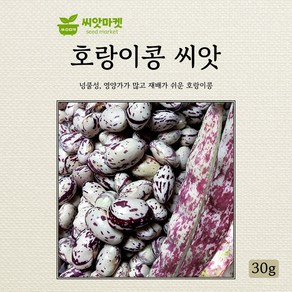 다농 호랑이콩 넝쿨성 씨앗 30g, 1개