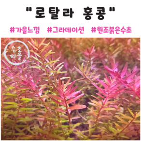 <수초마을> 쉬운 급성장수초 로탈라홍콩 8줄기 초보수초 후경수초 구피 새우 은신처, 1개