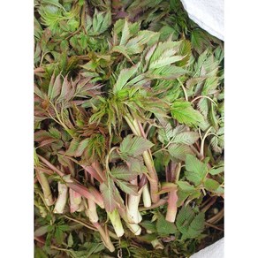 울릉도 삼나물 1kg 눈개승마 울릉도나물 [자연산], 1개