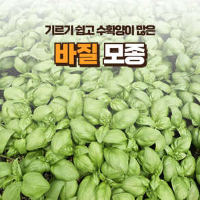 [바질모종] 정프러그 바질 모종 쉽게 키우는 허브, 10개