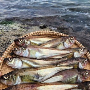 속초 산지 직송 알배기 도루묵 구이 조림 찌개, 1세트