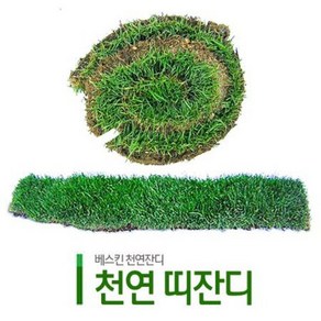 천연잔디 띠잔디 양잔디 켄터키블루그래스, 천연 띠잔디 (65cm x 10cm), 1개