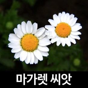 마가렛 씨앗 꽃씨 꽃 종자 야생화 꽃씨앗 씨 100알, 1개