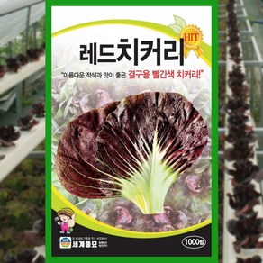 치커리씨앗 1000립 레드 치커리 씨앗 종자 채소, 1개