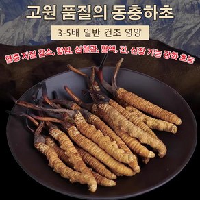 [100%고급 동충하초] 로얄 동충하초골드 동충하초 말린 동충하초 버섯항암 식품, 0.5g