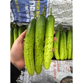 국내산 백오이 백다다기 오이, 1개, 2kg