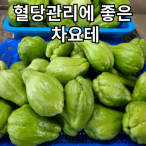 산지직송 싱싱하고 맛 좋은 햇 차요테 chayote, 1개, 3kg