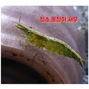 청소새우.물잡이용새우5, 5개
