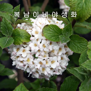 유럽분꽃 카유가 24000 [1포트 복남이네야생화 모종 분꽃나무 꽃나무 viburnum]