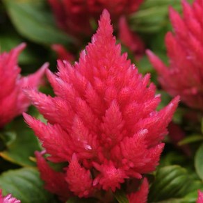 맨드라미 아이스크림 컬러선택 (꽃씨앗/20립)Ice Ceam Celosia, 핑크, 1개