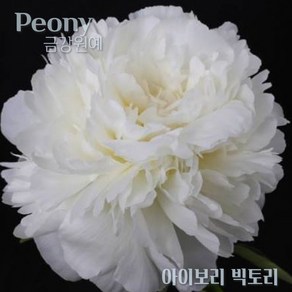 작약 숙근 입고(Peony/금강원예) 아이보리 빅토리