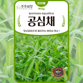 공심채 씨앗 200립 약10g 베트남 모닝글로리 종자 씨 라우무옹 종자 씨 동남아 채소씨앗, 1개