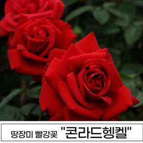 장미나무 3년생 1-2지 독일장미 사계장미 땅장미 정원장미, 1개, 콘라드헹켈