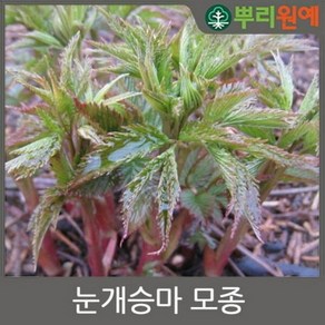 눈개승마모종/삼나물모종/능개승마 50주(105구 반판) j22, 50개, 눈개승마 모종