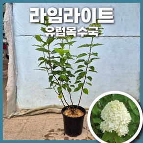 유럽목수국 라임라이트 7치 포트묘 개화주 인기품종, 라임라이트(7치포트묘), 1개