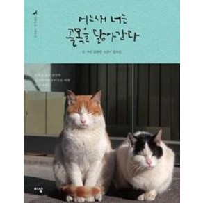 어느새 너는 골목을 닮아간다 (고양이는 고양이다. 2):외롭고 높고 쓸쓸한 길고양이와 우리들을 위한 사진 에세이, 이상미디어, 김하연 저