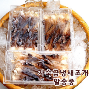 산지직송 자연산 여수 새조개 2kg 실중량 500 내외