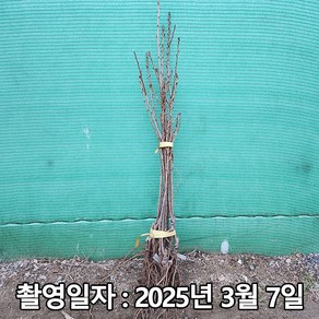 착한가격 나무생각 / 겹벚나무 / 접목1년 / 1등묘, 1개