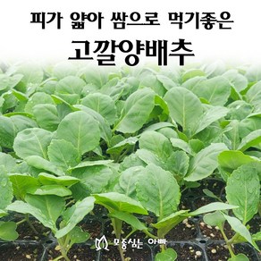 [모종심는아빠] 속이 꽉 차고 피가 얇아 쌈으로 먹기 좋은 고깔양배추 모종