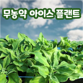 무농약 아이스플랜트 당일수확 산지직송, 1박스, 600g