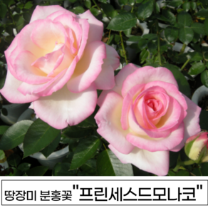 장미나무 3년생 1-2지 독일장미 사계장미 땅장미 정원장미, 1개, 프린세스드모나코