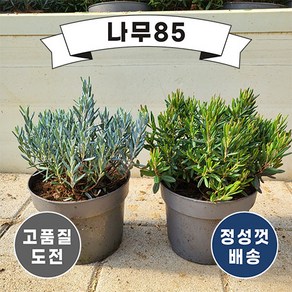 (나무85) 각시석남(애기진달래), 콤펙타 2L 화분, 1개