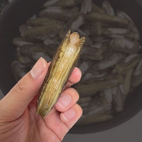 남해안 맛조개 가리맛조개 제철 1kg 산소포장