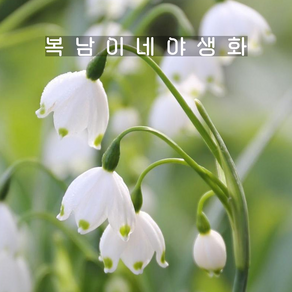 은방울수선화 레코줌 [3포트 포트당1구식재 복남이네야생화 스노우플레이크 leucojum], 3개