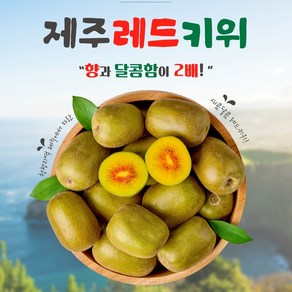 효성팜 제주 레드 키위 고당도 무화과키위 홍다래 참다래 국내산 국산