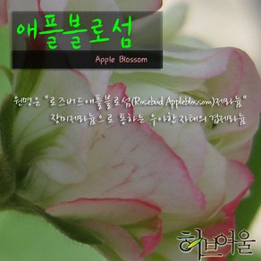 [허브여울제라늄] 로즈버드애플블로섬(애플블러섬/애플블라섬) 지름 10cm 소품화분, 1개