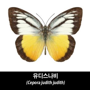 유디스나비표본-Cepoa judith judith, 1개