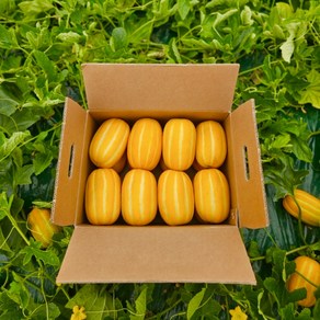 [산지직송] 벌꿀맛 고당도 성주 꿀참외 가정용, 1박스, 2kg(혼합과)