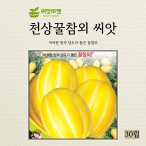 세계종묘 천상꿀참외 씨앗 30립, 1개