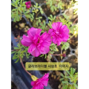 사랑초 글라브라더블 핑크, 1개