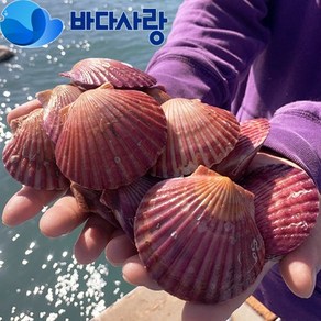 바다사랑수산 고압 세척 신선 제철 고성 홍가리비 발송 3kg 5kg 10kg, 5kg x 1box, 1개