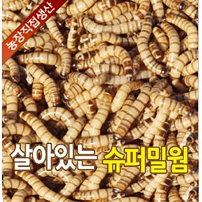 성충 안되는 살아있는 슈퍼밀웜 1cm ~ 6cm 50마리 부터 2000마리 판매 파충류 도마뱀 먹이 안전포장