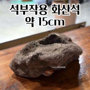 석부작 화산석 난분 화분돌 (2호중) 약 15CM 조경용 귀여운화분 승진선물 식물선물, 본상품선택, 1개