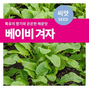 마이플랜트 샐러드 채소 베이비 겨자 씨앗 10g, 1개