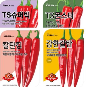 칼탄킹 강한칼탄 TS슈퍼빅 TS몬스터고추 1200립 고추씨앗 종자 더기반, TS몬스터1200립, 1개