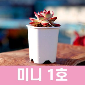 특허 플라스틱 화분(미니 1호 화이트) 숨쉬는 화분 플분, 미니 1호, 1개