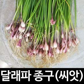 달래파 종구 뿌리 달래 씨앗 김치 가을 종근 30알