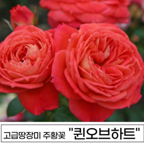 장미나무 3년생 1-2지 독일장미 사계장미 땅장미 정원장미, 1개