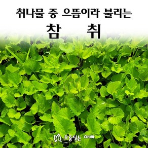 [모종심는아빠] 취나물 중 으뜸이라 불리는 참취 모종, 1개