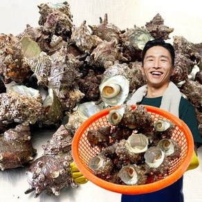 삼시세끼연구소 통영 뿔소라 생물 삐뚤이 소라 자연산 활소라 1kg 2kg 3kg 4kg 5kg